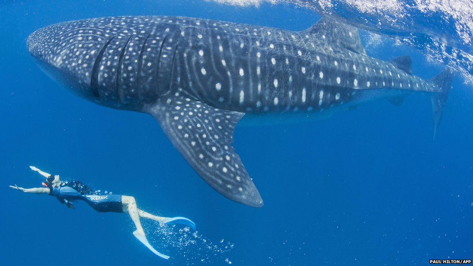 Tour SWIM WITH THE WHALE SHARK